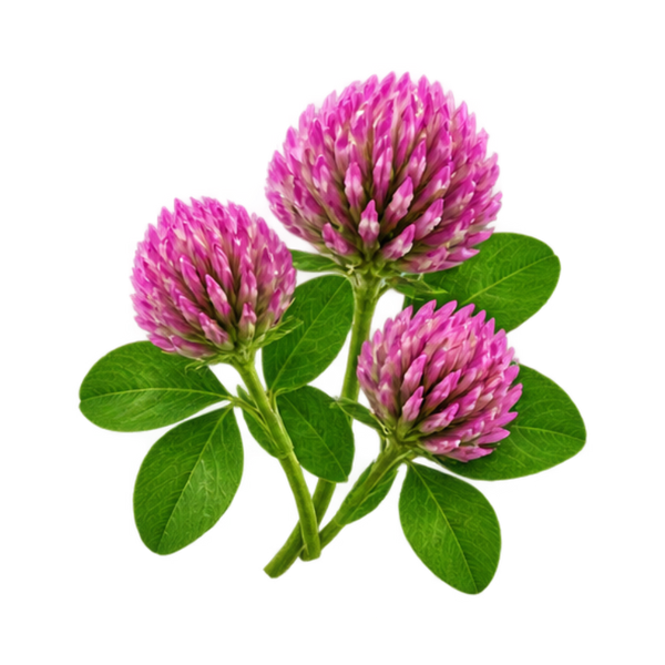 Red Clover